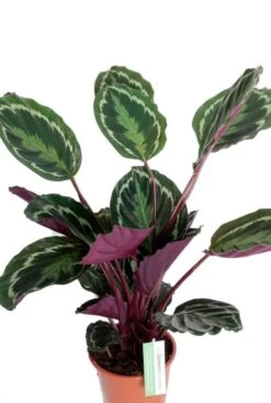 Calathea Medallion - Pauwenplant -Planten Series cal19med21r01 1