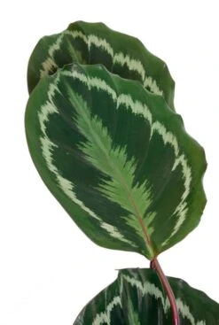 Calathea Medallion - Pauwenplant -Planten Series cal19med21r01 2