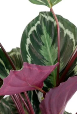 Calathea Medallion - Pauwenplant -Planten Series cal19med21r01 3