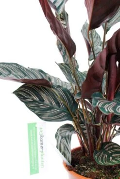 Calathea Ornata - Pauwenplant -Planten Series cal19orn21r01 1