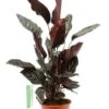 Calathea Ornata - Pauwenplant