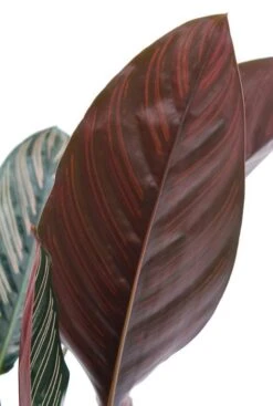 Calathea Ornata - Pauwenplant -Planten Series cal19orn21r01 2