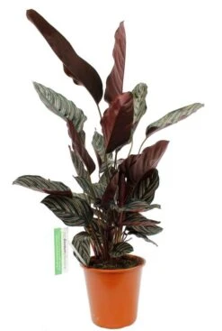 Calathea Ornata - Pauwenplant