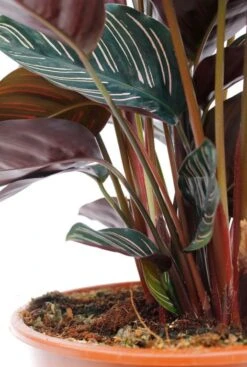 Calathea Ornata - Pauwenplant -Planten Series cal19orn21r01 3
