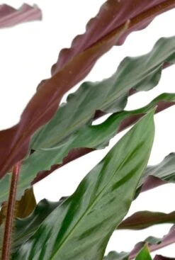Calathea Rufibarba Wavestar - Pauwenplant -Planten Series cal21wav18r01 2 1