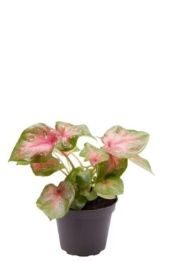 Caladium Casey - Stekje