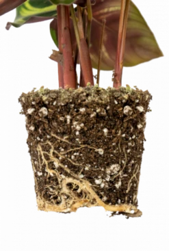 Calathea Makoyana - Stekje -Planten Series calathea lancifolia wortels