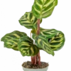 Calathea Makoyana - Stekje 1 Calathea Makoyana - Stekje -Planten Series calathea makoyana stekje