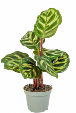 Calathea Makoyana - Stekje
