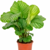 Calathea Orbifolia - Pauwenplant -Planten Series calathea orbifolia kamerplant