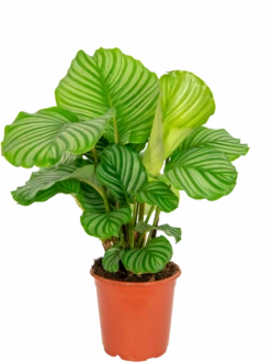 Calathea Orbifolia - Pauwenplant