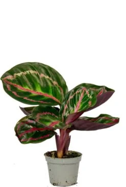 Calathea Roseopicta Illustrious - Stekje
