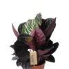 Calathea Dottie - Pauwenplant 1 Calathea Dottie - Pauwenplant -Planten Series calathea dottie plant 1