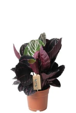 Calathea Dottie - Pauwenplant