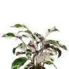 Calathea Fusion White - Pauwenplant 2 Calathea Fusion White - Pauwenplant -Planten Series calathea fusion white 1