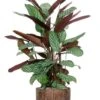 Calathea In Lian Pot -Planten Series calathea in bruine plantenbak