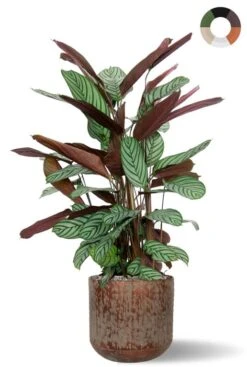 Calathea In Lian Pot