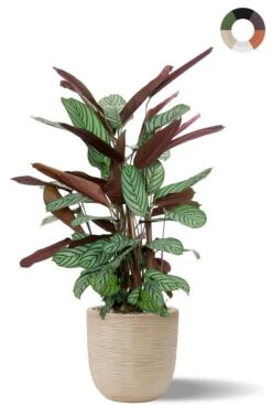 Calathea In Capi Waste Pot - Pauwenplant