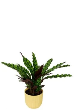 Planten In Trendy Elho Potten -Planten Series calathea in elho pot