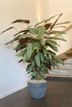 Calathea In Grijze Pot - Pauwenplant -Planten Series calathea in luxe bloempot