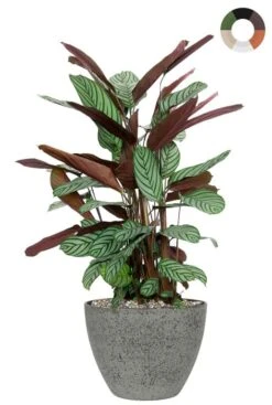Calathea In Grijze Pot - Pauwenplant