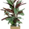 Calathea Oppenheimiana In Mand - Pauwenplant -Planten Series calathea in mand 3 2