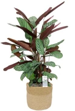 Calathea Oppenheimiana In Mand - Pauwenplant
