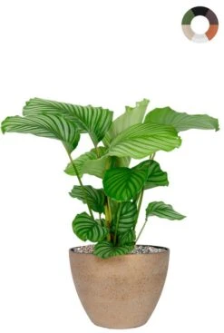 Calathea In Plantenbak