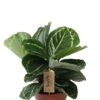 Calathea Julia - Pauwenplant -Planten Series calathea julia plant