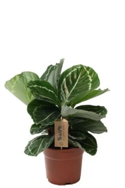 Calathea Julia - Pauwenplant