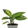 Calathea Mieli (Beauty Star) - Stekje -Planten Series calathea mieli 1