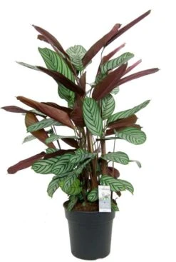 Calathea Oppenheimiana - Pauwenplant