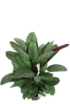 Calathea Oppenheimiana - Pauwenplant -Planten Series calathea oppenheimiana pauwenplant 1
