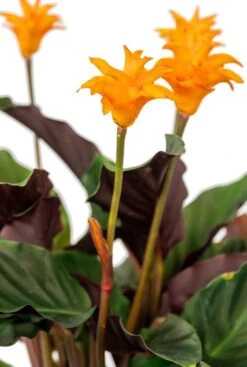 Calathea Crocata - Pauwenplant -Planten Series calathea oranje bloem