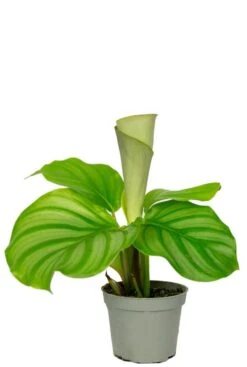 Calathea Orbifolia - Stekje