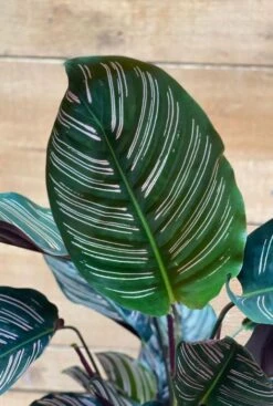 Calathea Ornata - Pauwenplant -Planten Series calathea ornata plant