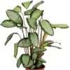 Calathea Picturata - Pauwenplant