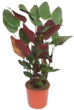 Calathea Pruinosa - Pauwenplant