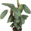 Calathea Silverstar - Pauwenplant -Planten Series calathea silverstar 1