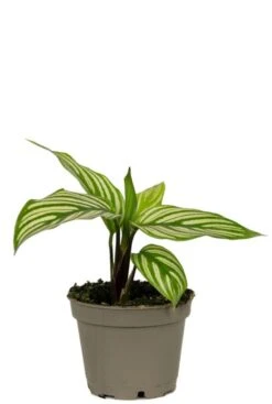 Calathea Vittata - Stekje
