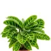 Calathea Zebrina - Pauwenplant