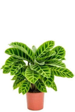Calathea Zebrina - Pauwenplant