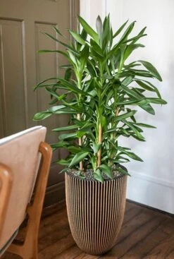 Capi Nature Groove Pot Vaas - Goud -Planten Series capi nature groove goud plant