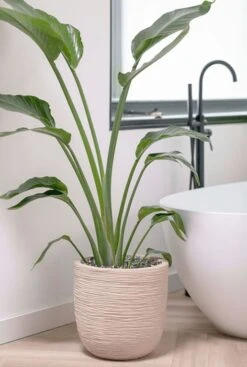 Capi Waste Rib Pot - Beige -Planten Series capi waste rib beige potten