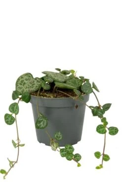 Ceropegia Woodii - Stekje