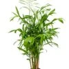 Chamaedorea Seifrizii - Mexicaanse Dwergpalm