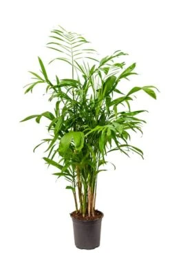 Chamaedorea Seifrizii - Mexicaanse Dwergpalm