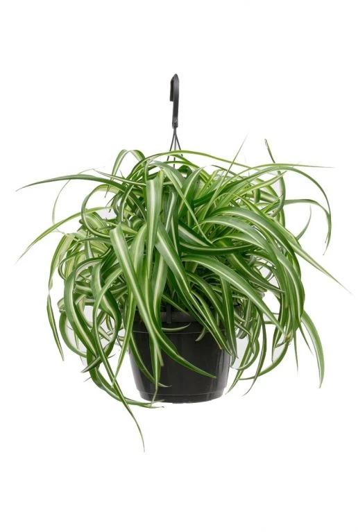 Chlorophytum Bonnie - Graslelie 3 Chlorophytum Bonnie - Graslelie