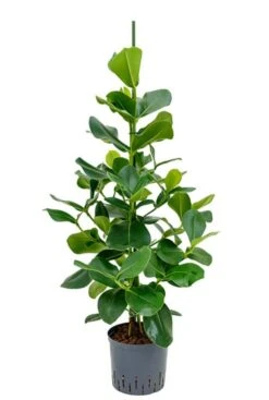 Clusia Rosea - Varkensboom