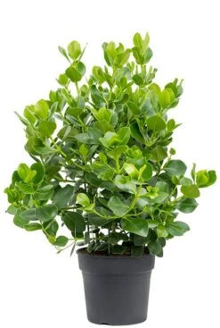 Clusia Rosea Princess - Varkensboom